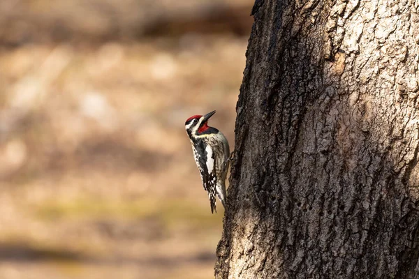 Желтобрюхий Сапсакер Sphyrapicus Varius Среднеразмерный Дятел Который Размножается Канаде Северо — стоковое фото