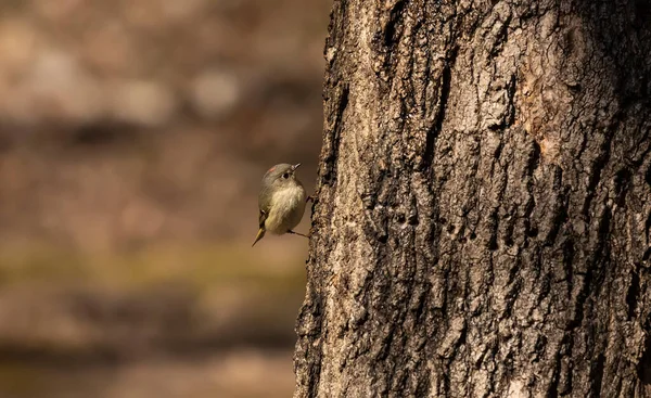 Ruby Bermahkota Kinglet Musim Semi Burung Pelatuk Membuat Lubang Pohon — Stok Foto