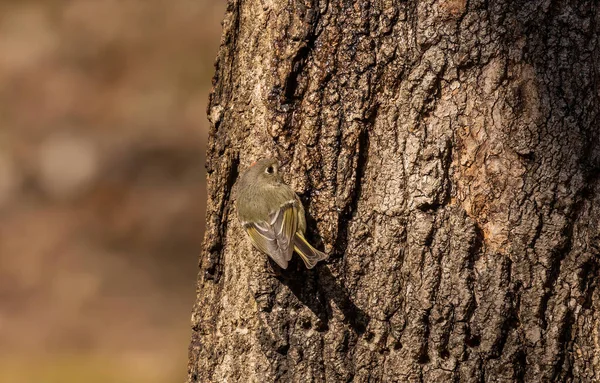 Kinglet Con Corona Rubí Primavera Los Pájaros Carpinteros Hacen Agujeros —  Fotos de Stock