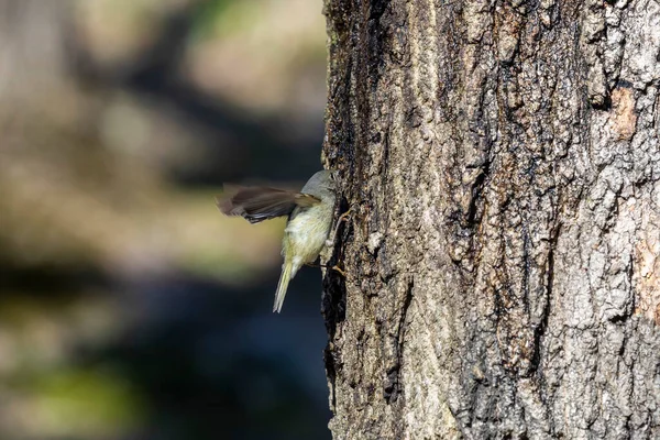 Rubingekröntes Königskraut Frühjahr Machen Spechte Löcher Einen Baum Aus Dem — Stockfoto