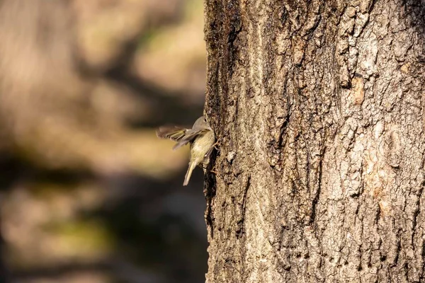 ルビー色の王 春になると キツツキは甘い樹液が流れる木の穴を開け 他の鳥もこれらの場所に飛び この甘い樹液を飲みます — ストック写真