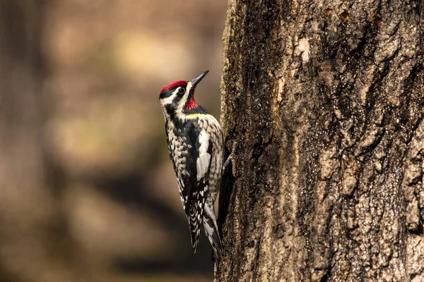 Желтобрюхий Сапсакер Sphyrapicus Varius Среднеразмерный Дятел Который Размножается Канаде Северо — стоковое фото