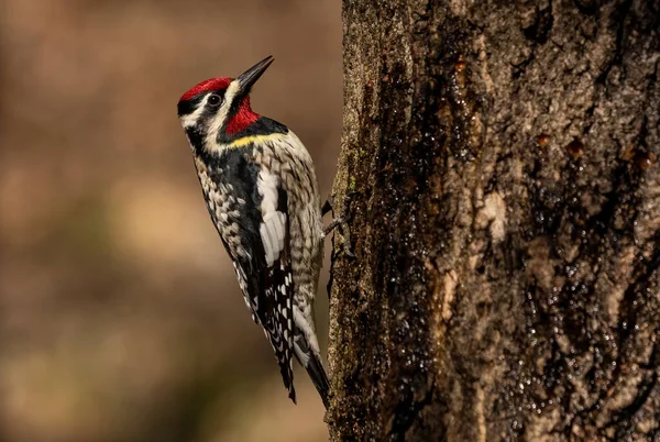  Sarı karınlı samur (Sphyrapicus varius), Kanada ve Amerika Birleşik Devletleri 'nin kuzeydoğusunda yetişen bir ağaçkakan türü..