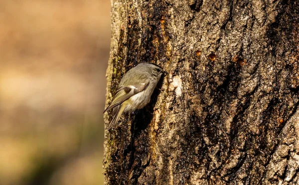 Kinglet Bermahkota Emas Musim Semi Burung Pelatuk Membuat Lubang Pohon — Stok Foto