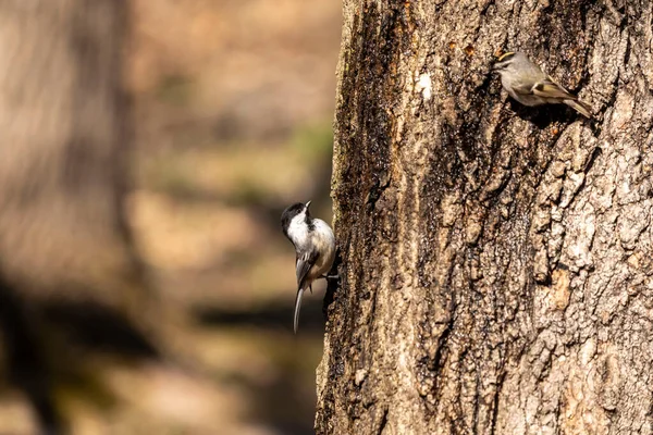 黒帽をかぶったチカデ 春になると キツツキは甘い樹液が流れる木の穴を開け 他の鳥もこれらの場所に飛び この甘い樹液を飲みます — ストック写真