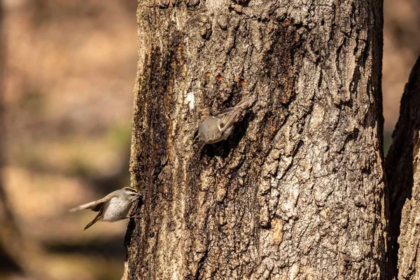 Rei Coroado Ouro Primavera Pica Paus Fazem Buracos Uma Árvore — Fotografia de Stock