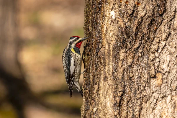 Желтобрюхий Сапсакер Sphyrapicus Varius Среднеразмерный Дятел Который Размножается Канаде Северо — стоковое фото