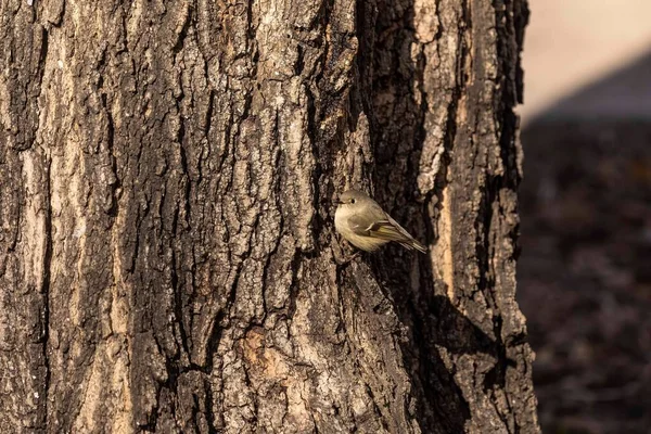 Ruby Bermahkota Kinglet Musim Semi Burung Pelatuk Membuat Lubang Pohon — Stok Foto