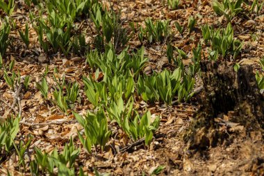 Vahşi Ramps - yabani sarımsak (Allium tricoccum), genellikle rampa, rampa, taze soğan, yaban pırasası, ahşap pırasa olarak bilinir. Kuzey Amerika vahşi soğan türleri. Kanada 'da rampalar nadir bulunan lezzetlerdir.