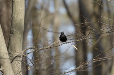 Sığırcık (Sturnus vulgaris), aynı zamanda yuvanın yanındaki parktaki Avrupa sığırcığı olarak da bilinir..