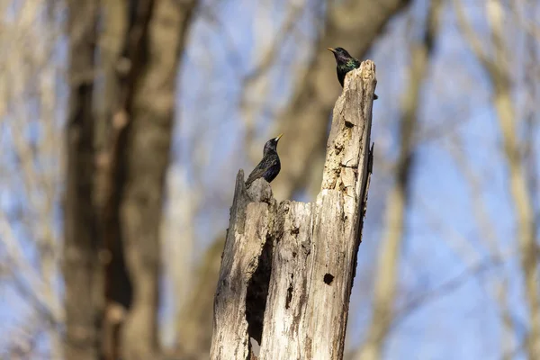 Dois Estorninhos Comuns Sturnus Vulgaris Também Conhecido Como Estorninho Europeu — Fotografia de Stock