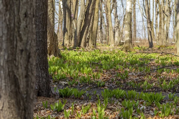 Rampas Selvagens Alho Selvagem Tricoccum Allium Vulgarmente Conhecido Como Rampa — Fotografia de Stock