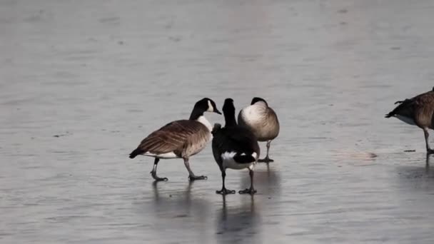 Canadese Ganzen Wandelen Bevroren Rivier — Stockvideo