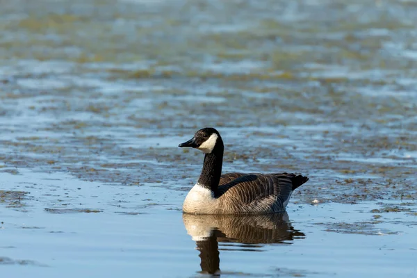 Kanadyjska Gęś Pływa Obszarze Gniazdowania — Zdjęcie stockowe