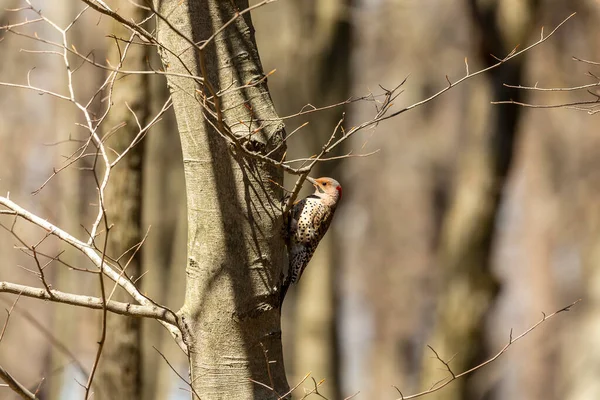 Pássaro Cintilação Norte Primavera Cena Natural Parque Estadual Wisconsin — Fotografia de Stock