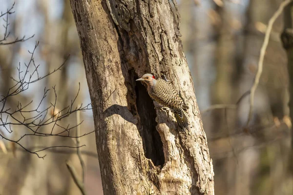 Vogel Noordelijke Flikkering Het Voorjaar Natuurlijke Omgeving Van Het Staatspark — Stockfoto