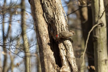 Kuş. İlkbaharda kuzey titreşimi. Wisconsin Eyalet Parkı 'ndan doğal manzara.