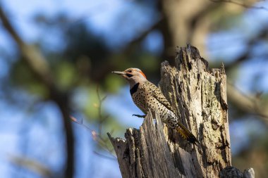 Kuş. İlkbaharda kuzey titreşimi. Wisconsin Eyalet Parkı 'ndan doğal manzara.