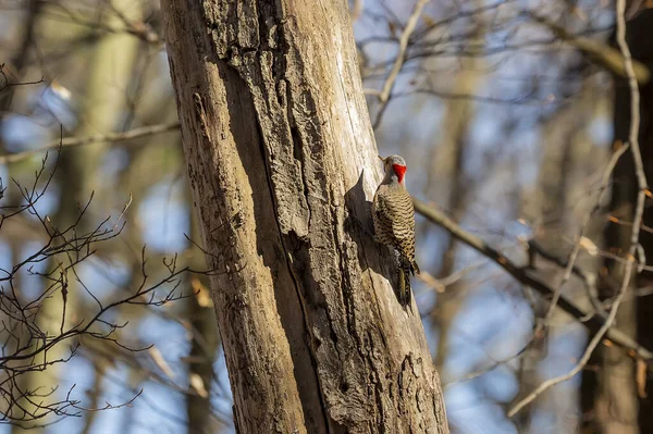Птаха Северное Мерцание Весной Сцена Парка Штата Висконсин — стоковое фото