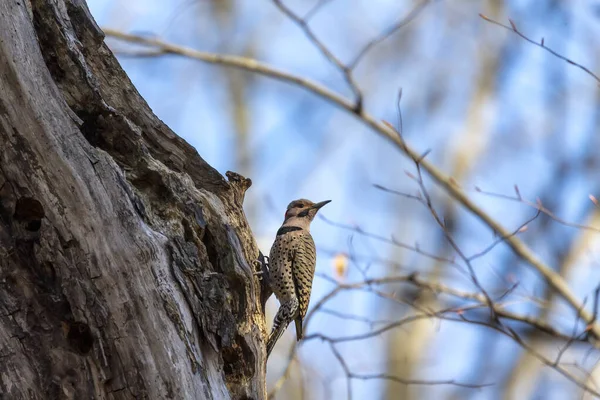 Bird Northern Flicker Spring Natural Scene State Park Wisconsin — Stock Photo, Image