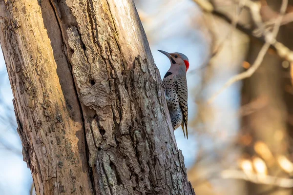 Bird. The northern flicker in spring. Natural scene from state park of Wisconsin.
