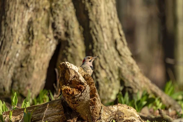 Vogel Noordelijke Flikkering Het Voorjaar Natuurlijke Omgeving Van Het Staatspark — Stockfoto