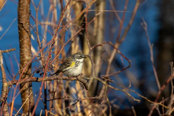 Yellow Rumped Warbler Nordamerikansk Fågel Naturskådeplats Från Statens Skyddsområde — Stockfoto