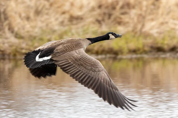 Gansos Canadienses Vuelo Escena Natural Del Área Conservación Del Estado —  Fotos de Stock