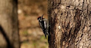  Sarı karınlı samur (Sphyrapicus varius), Kanada ve Amerika Birleşik Devletleri 'nin kuzeydoğusunda yetişen bir ağaçkakan türü..