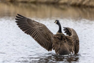 Kanadalı kazlar uçuyor. Wisconsin 'deki eyalet koruma alanından doğal manzara.