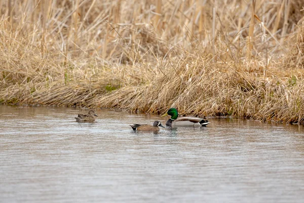 Teal Alas Azules Patos Mallard Estanque — Foto de Stock