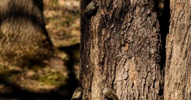 Altın kaplama Kinglet. İlkbaharda ağaçkakanlar, tatlı özsuyunun aktığı ağaçta delikler açarlar. Diğer kuşlar da bu tatlı özsuyu içerek bu yerlere uçarlar.