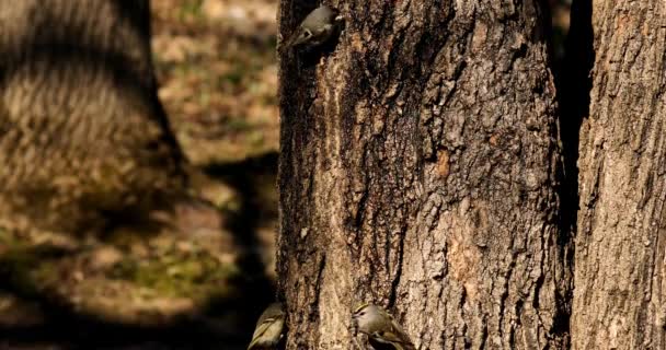 Guldkronet Kinglet Foråret Laver Spætter Huller Træ Hvorfra Sød Saft – Stock-video