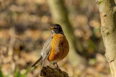 Kuş. Amerikan bülbülü (Turdus migratorius) göçmen bir ötücü kuşdur.. 