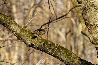 Kuş. Üreme mevsiminde ağaçtan ördek. Wisconsin 'deki eyalet parkından doğal manzara.
