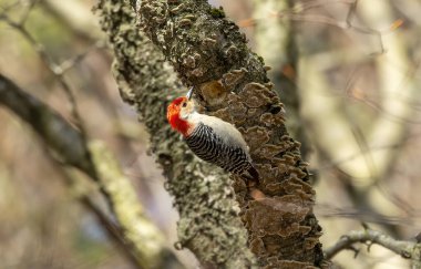 Kuş. Red baharda ağaçkakanı reddetti. Wisconsin Eyalet Parkı 'ndan doğal manzara.