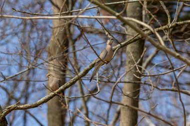 Yas güvercini, Amerikan yas güvercini ya da yağmur güvercini olarak da bilinir..
