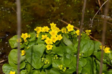  Bataklık kadife çiçeği, bataklıklardan, bataklıklardan, hendeklerden ve nemli ormanlardan gelen küçük ve orta büyüklükte bir bitkidir.