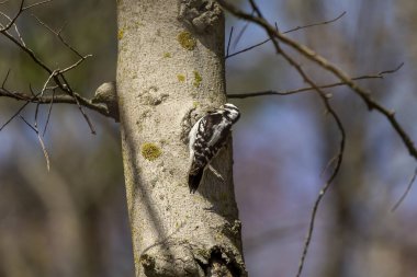 Downy Ağaçkakan. İlkbaharda ağaçkakanlar ağaçta delikler açarlar, bu deliklerden tatlı özsuyu akar ve gerekli besinleri elde ederler. 