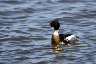 Michigan gölünde kırmızı göğüslü merganser.