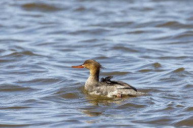 Michigan gölünde kırmızı göğüslü merganser.