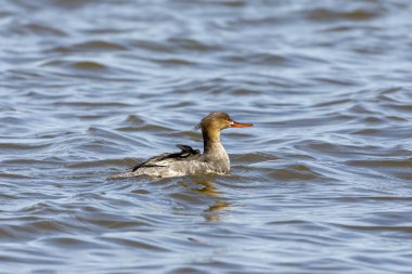 Michigan gölünde kırmızı göğüslü merganser.