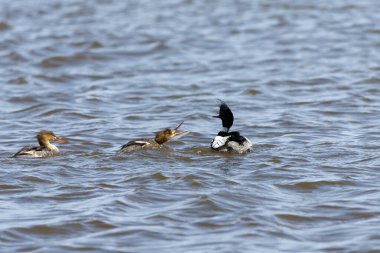 Michigan gölünde kırmızı göğüslü merganser.