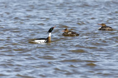 Michigan gölünde kırmızı göğüslü merganser.