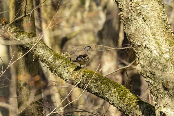 Fågel Träanka Våren Avelssäsongen Naturscen Från Nationalpark Wisconsin — Stockfoto