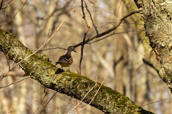 Pássaro Pato Madeira Durante Primavera Época Reprodução Cena Natural Parque — Fotografia de Stock