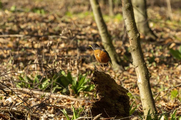 Fågel Den Amerikanska Robin Turdus Migratorius Vandrande Sångfågel — Stockfoto