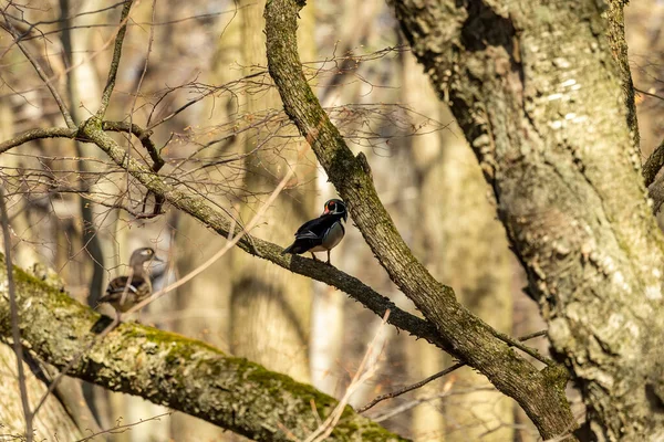 Fågel Träanka Våren Avelssäsongen Naturscen Från Nationalpark Wisconsin — Stockfoto