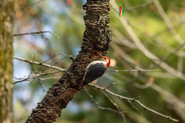 Vogel Roodbuikspecht Het Voorjaar Natuurlijke Omgeving Van Het Staatspark Wisconsin — Stockfoto