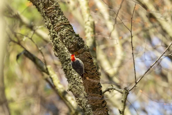 Pássaro Red Desmentiu Pica Pau Primavera Cena Natural Parque Estadual — Fotografia de Stock